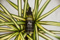 Sunflower Serum