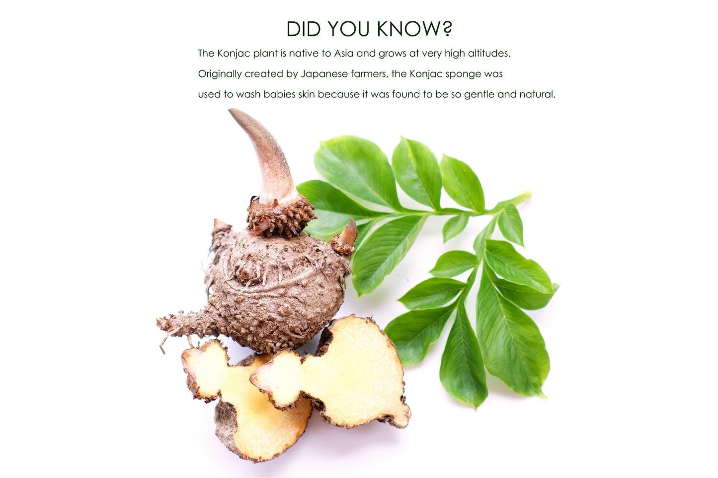Konjac Sponge - Charcoal Infused