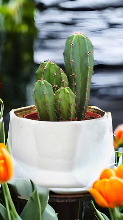 Handmade Elegant White & Gold Ceramic Planter/Pot